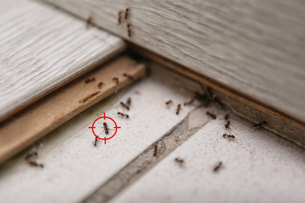 Best Flea Control Services  in Mahanoy City, PA